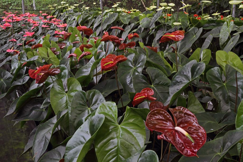 Finca Hamburgo La Ruta Del Cafe Tuzantan Екстер'єр фото